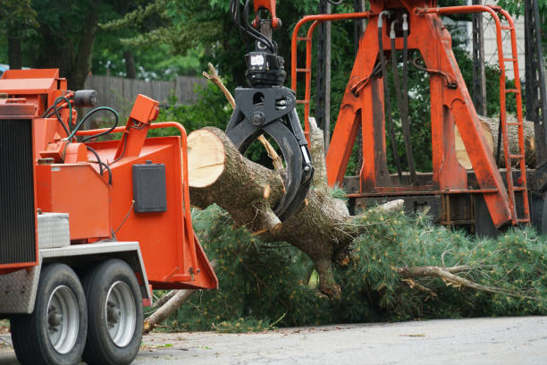 Professional Tree Services in Halawa, HI