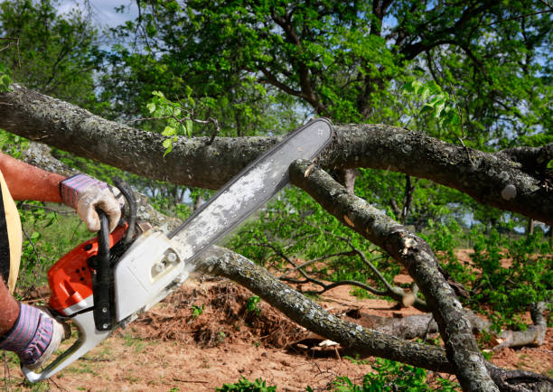 How Our Tree Care Process Works  in  Halawa, HI